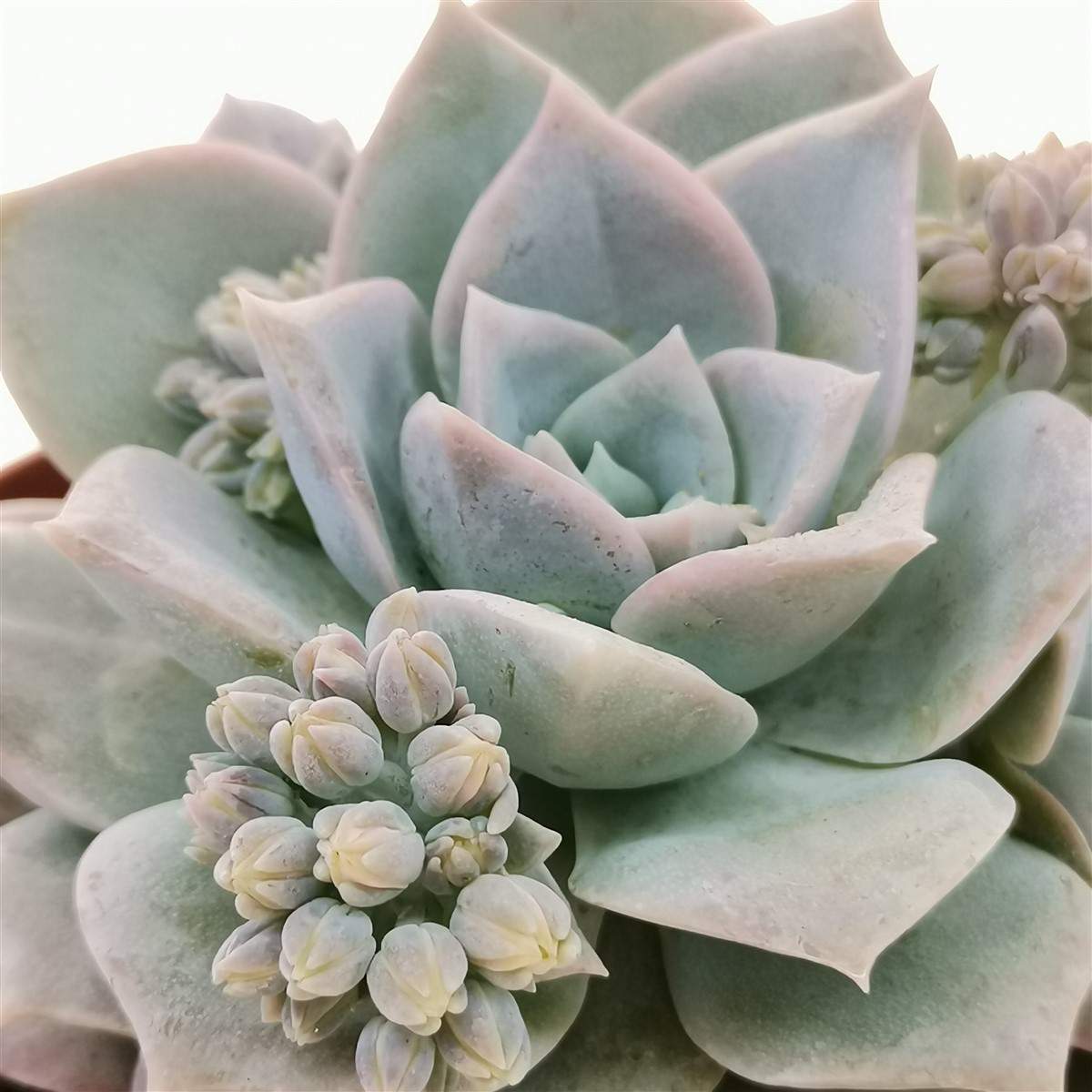 Sedum suaveolens